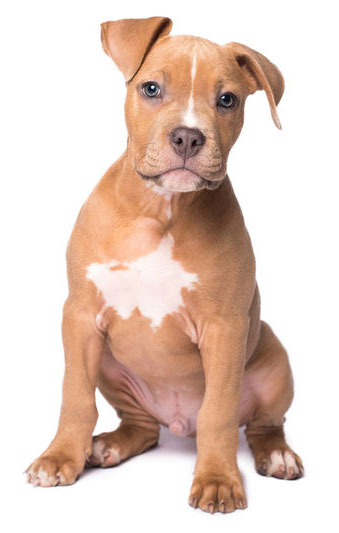 Pit bull puppy